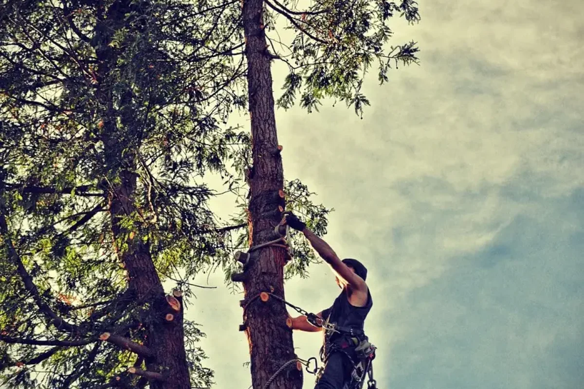 audreyrose2915-tree-2699420_1280